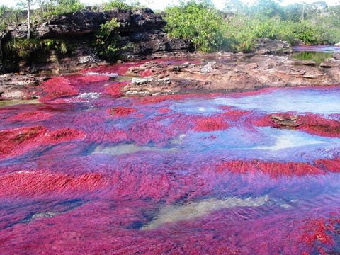 http://imgs.vietnamnet.vn/Images/2011/10/28/11/20111028111426_song-cano-cristales-12.jpg