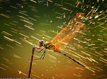 Bức ảnh đoạt giải nhất cuộc thi ảnh đẹp National Geographic 2011