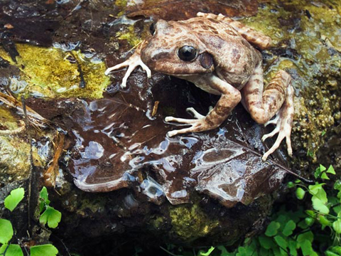 Một con ếch sủa đực ngồi gần trứng của