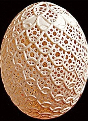 Các họa tiết trên vỏ trứng đối xứng nhau