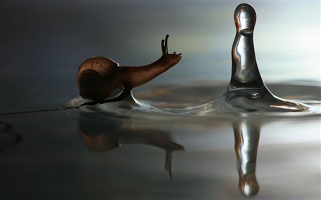 Chú ốc sên đang ngơ ngác trước một giọt nước, bản thân chú đang bò trên m,ặt nước trong veo