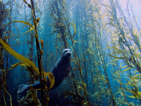 Hải cẩu bơi trong rừng tảo bẹ