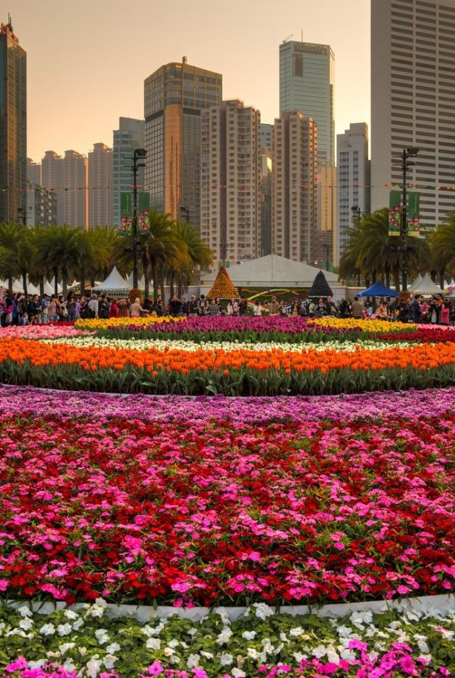 Hong Kong Flower Show 2013