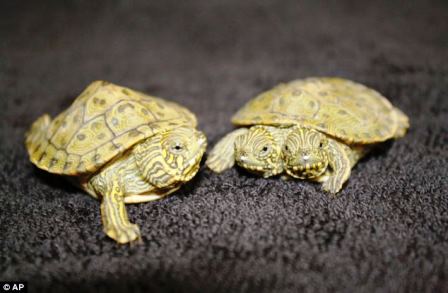 Thelma và Louise phát triển bình thường như những con rùa khác