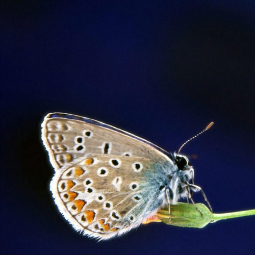Ngắm những bức ảnh đẹp nhất của loài bướm
