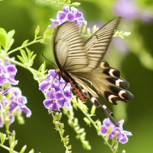 Ngắm những bức ảnh đẹp nhất của loài bướm