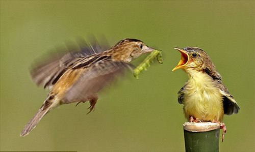Khoảnh khắc chim mớm mồi cho những đứa con háu đói