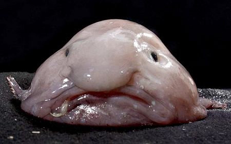Một con cá có gương mặt ủ rũ.