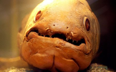 Loài cá Coelacanth với vẻ bề ngoài không mấy thiện cảm.