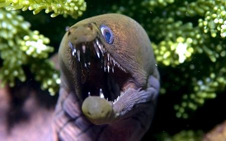 Một loài cá với bộ răng ghê sợ.