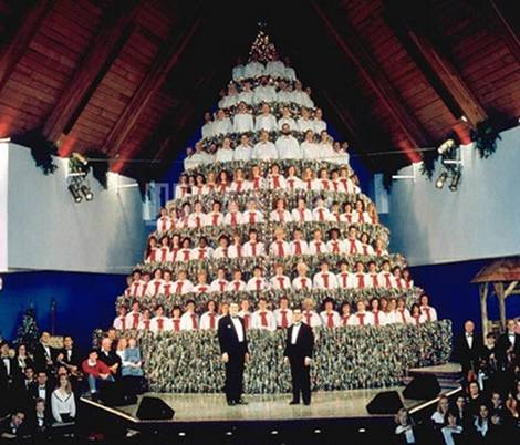 Những cây thông Noel