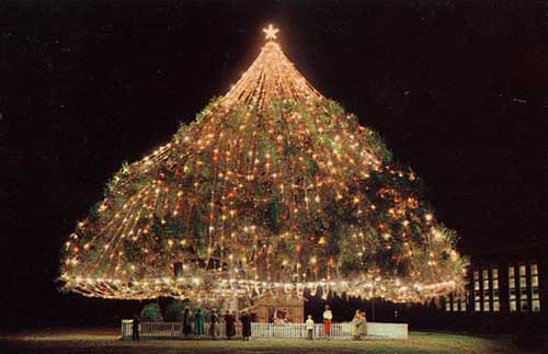Tree transformed in Christmas tree