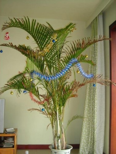 Plant Christmas tree