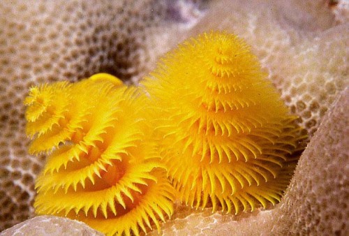 Yellow christmas tree worm