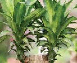 /uploads/articles/2010/01/1264408315-671722.jpg