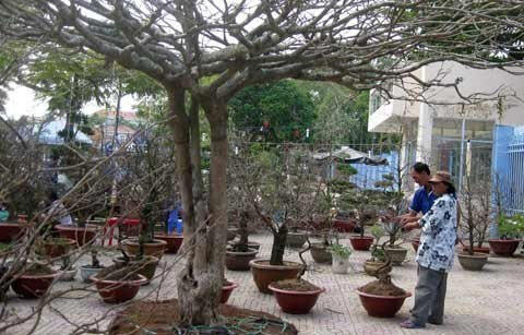 Chiêm ngưỡng những siêu cây tiền tỷ làm náo loạn ngày xuân
