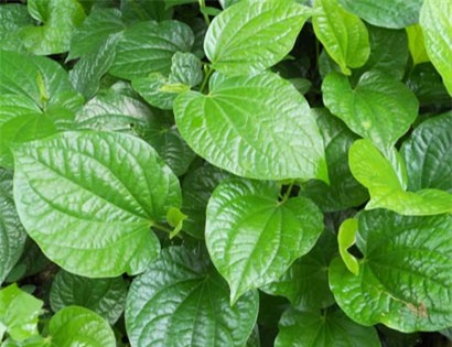 L&aacute; lốt l&agrave; lo&agrave;i c&acirc;y dễ trồng v&agrave; l&agrave; một lc&oacute; t&aacute;c dụng mạnh đối với nhiều loại vi khuẩn g&acirc;y bệnh.