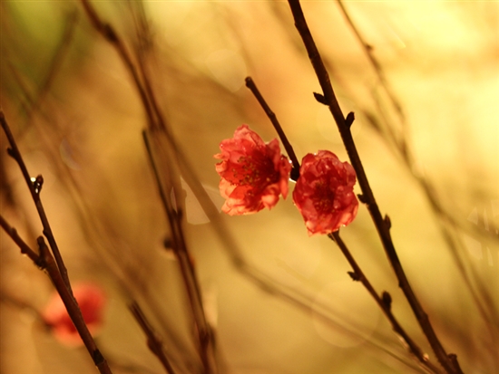 http://www.tienphong.vn/ImageHandler.ashx?ThumbnailID=147450&Width=550